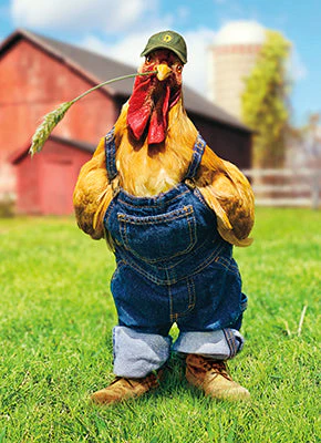 Avanti - Chicken in Overalls Birthday Card