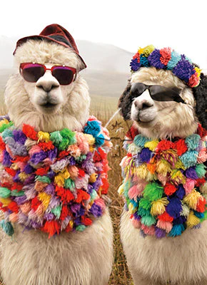Avanti - Alpaca Dudes Anniversary Card