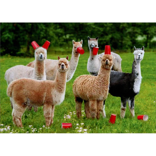 Avanti - Alpacas Birthday Six-Paca Birthday Card