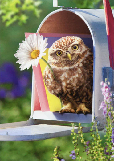 Avanti - Baby Owl in Mailbox Encouragement Card