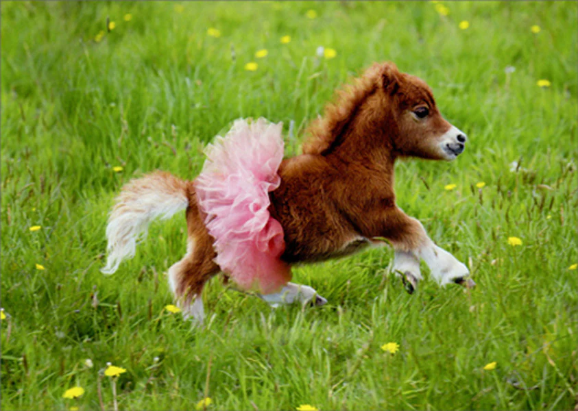 Avanti - Ballerina Pony Birthday Card