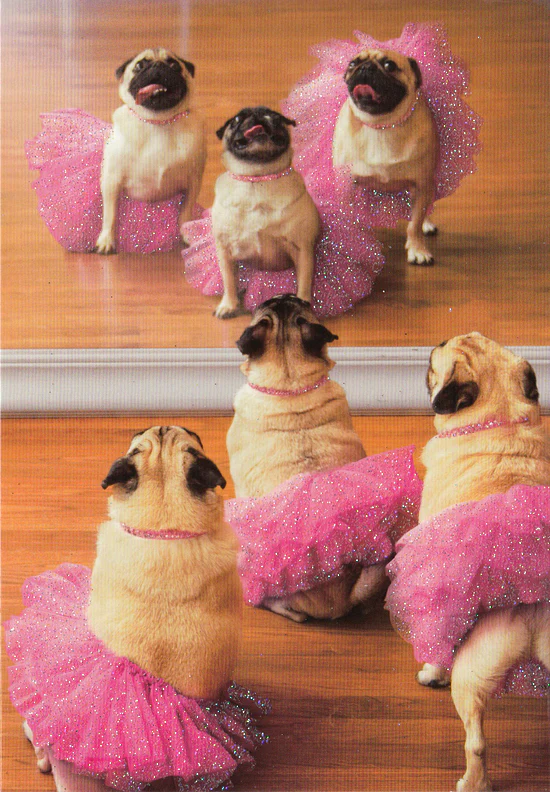 Avanti - Ballerina Pugs Birthday Card