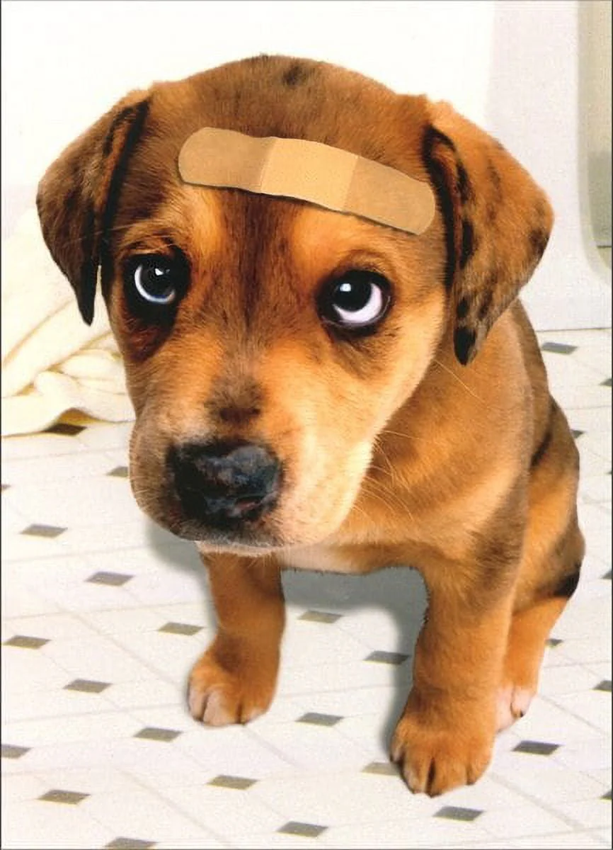 Avanti - Bandaid Dog Get Well Card