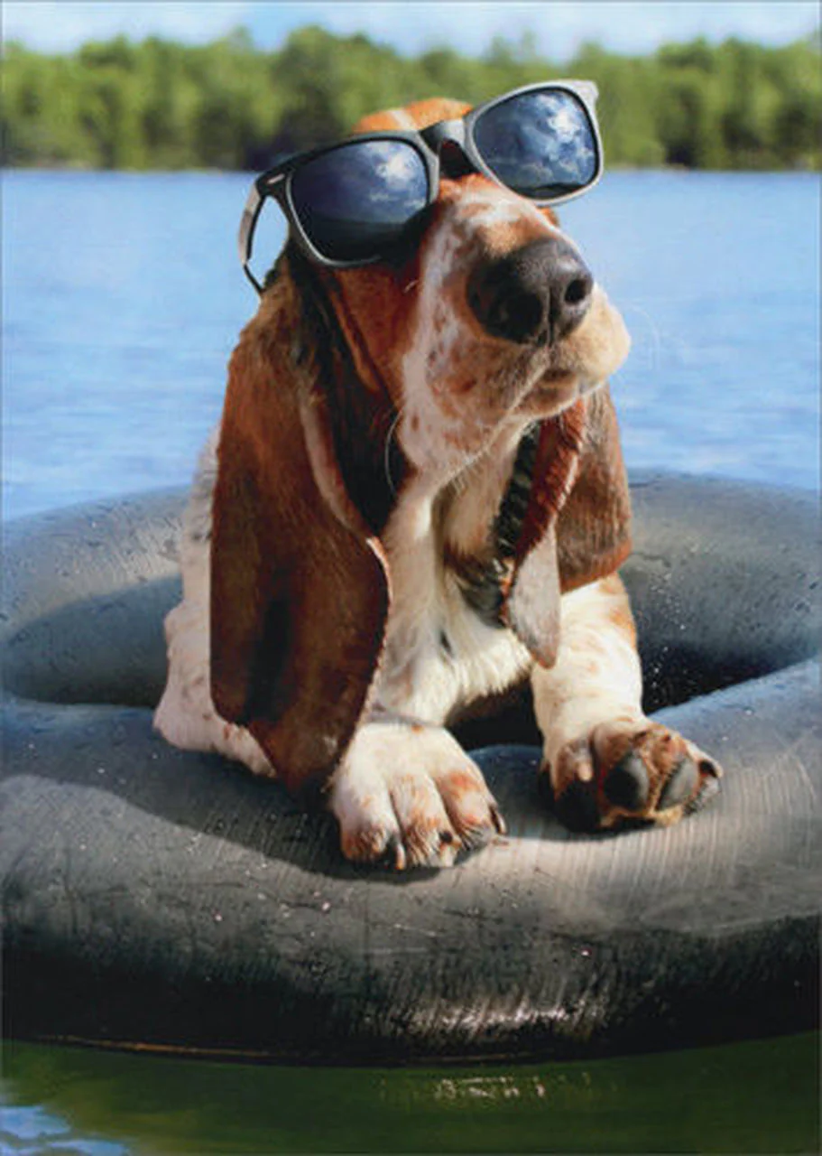 Avanti - Basset Hound Wearing Sunglasses Birthday Card