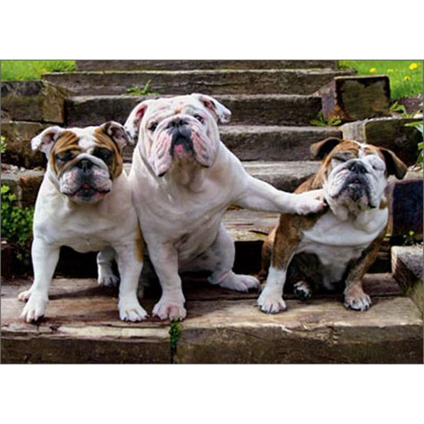 Avanti - Bulldog Pushing Bulldog Birthday Card