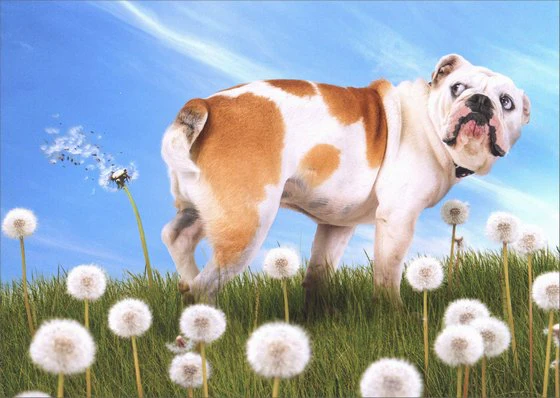 Avanti - Bulldog with Dandelion Birthday Card