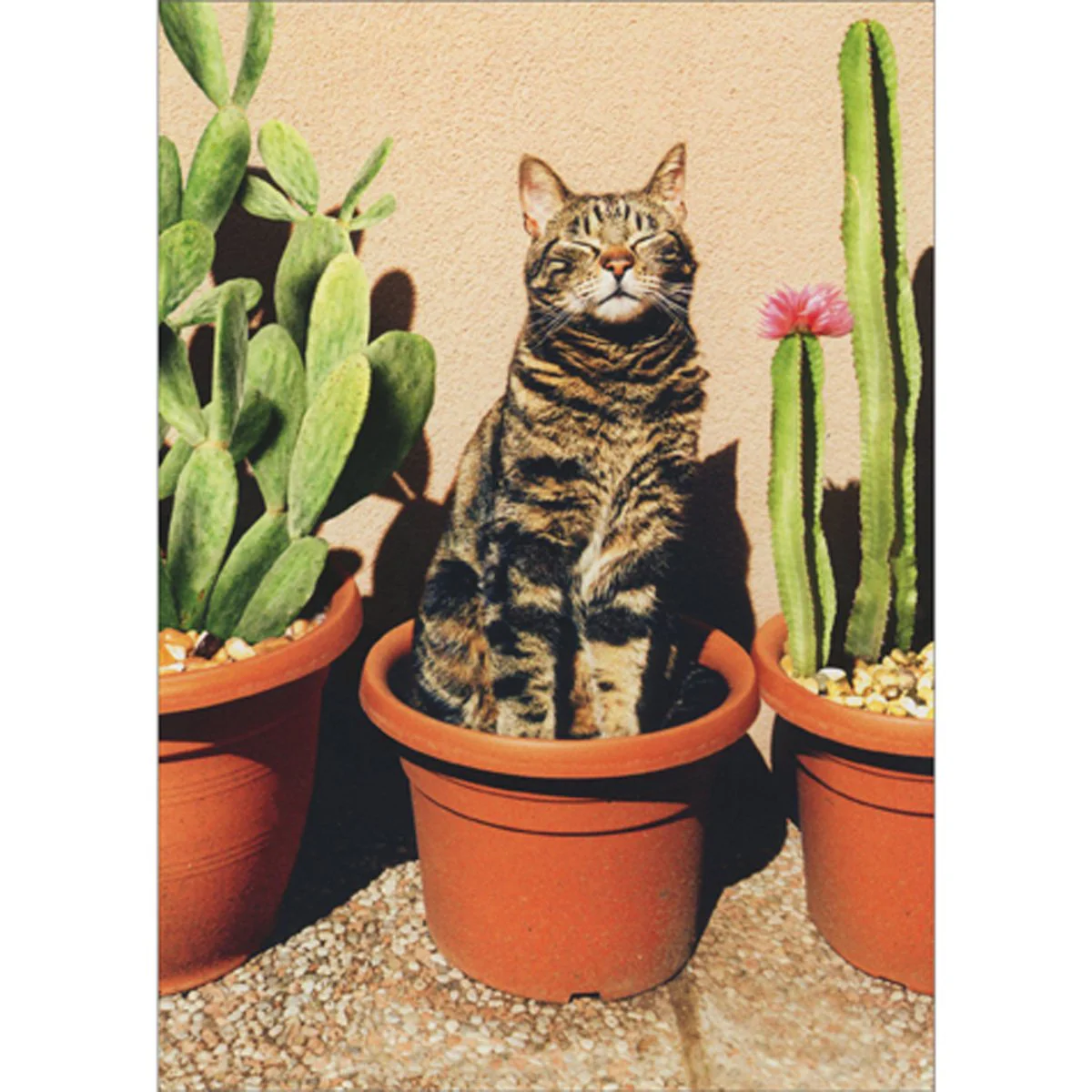 Avanti - Cactus Cat Funny Card