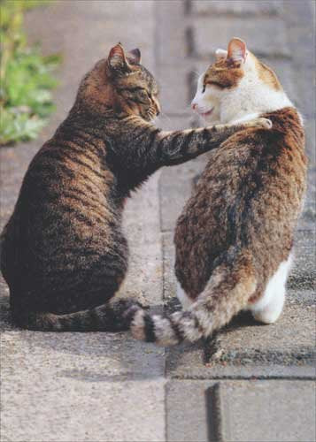 Avanti - Cat Friends Blank Card