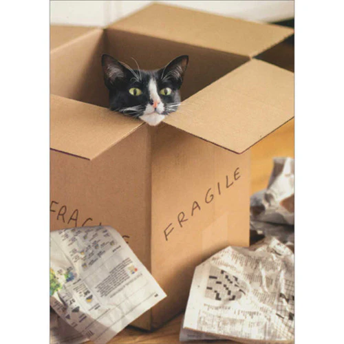 Avanti - Cat In Brown Box New Home Card