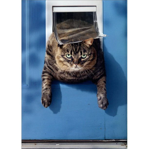 Avanti - Cat Stuck in Pet Door Birthday Card