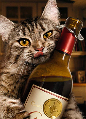 Avanti - Cat Wine Bottle Birthday Card