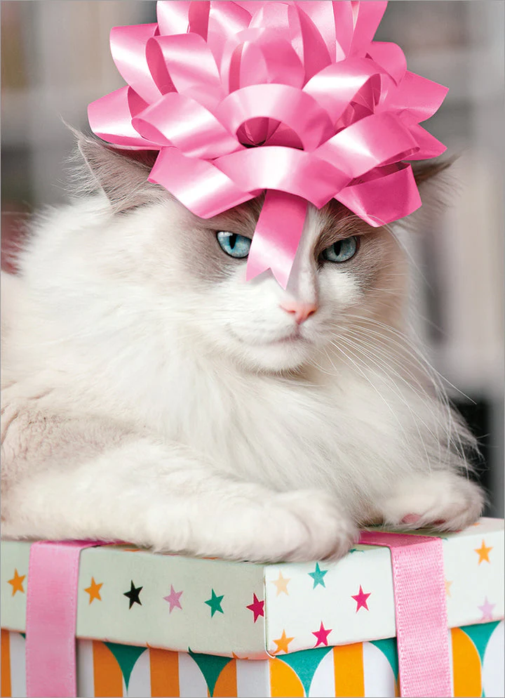 Avanti - Cat with Bow Birthday Card