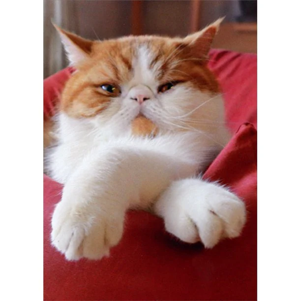 Avanti - Cat with Crossed Paws Birthday Card