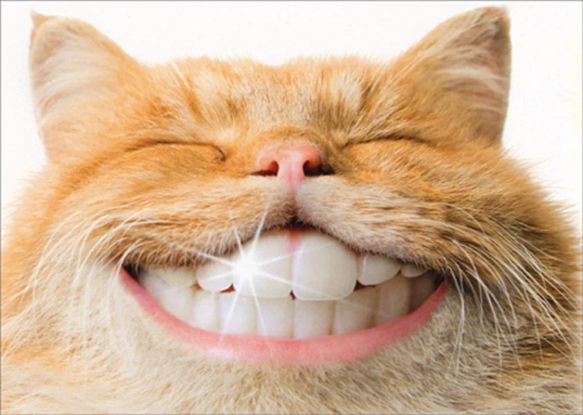 Avanti - Cat with Human Teeth Support Card