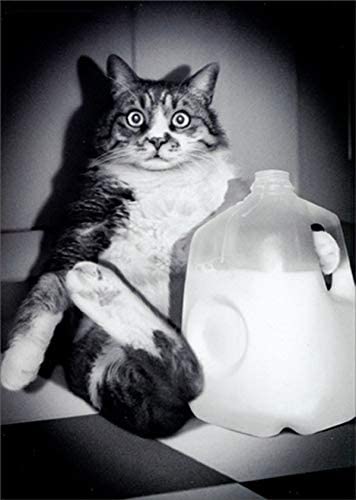 Avanti - Cat with Milk Jug Birthday Card