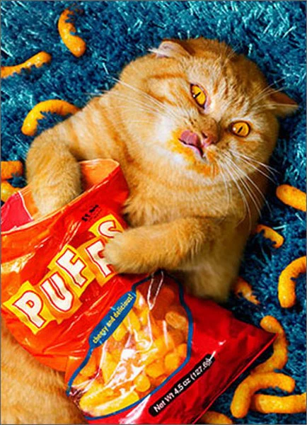 Avanti - Cheese Puff Cat Pop Out Birthday Card