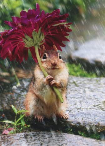 Avanti - Chipmunk with Flower as Umbrella Get Well Card