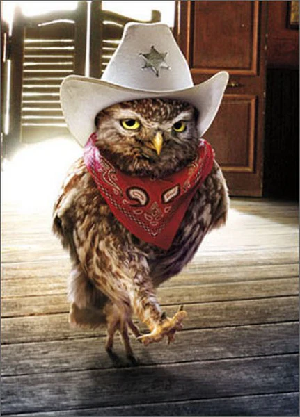 Avanti - Cowboy Owl Birthday Card