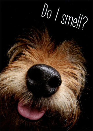 Avanti - Do I smell Birthday Card