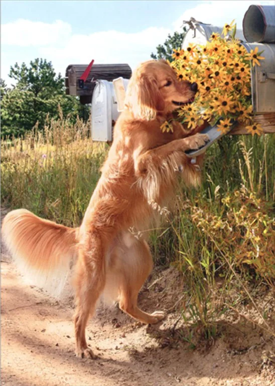 Avanti - Dog Checks Mailbox Thank You Card