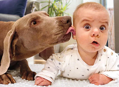Avanti - Dog Licks Baby's Ear Birthday Card