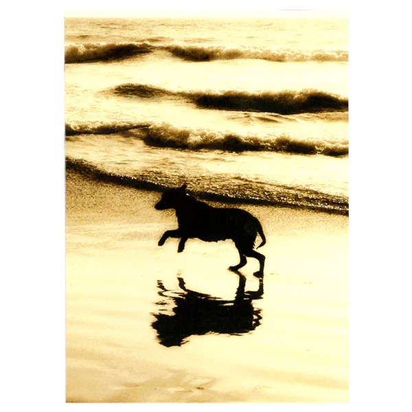 Avanti - Dog on Beach Pet Sympathy Card