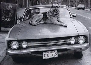 Avanti - Dog on Hood of Car Birthday Card