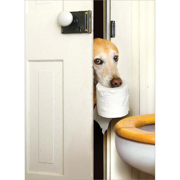 Avanti - Dog With Toilet Paper Get Well Card