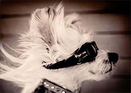 Avanti - Fancy Dog with Goggles Birthday Card