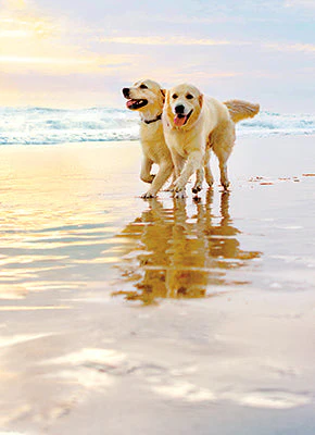 Avanti - Golden Dogs on Beach Anniversary Card