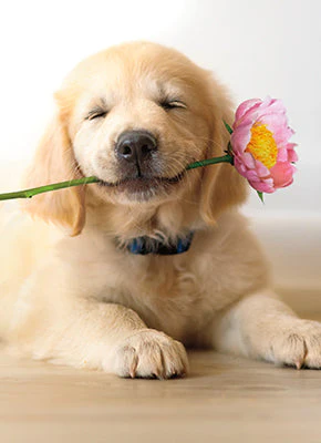 Avanti - Golden Puppy with Pink Flower