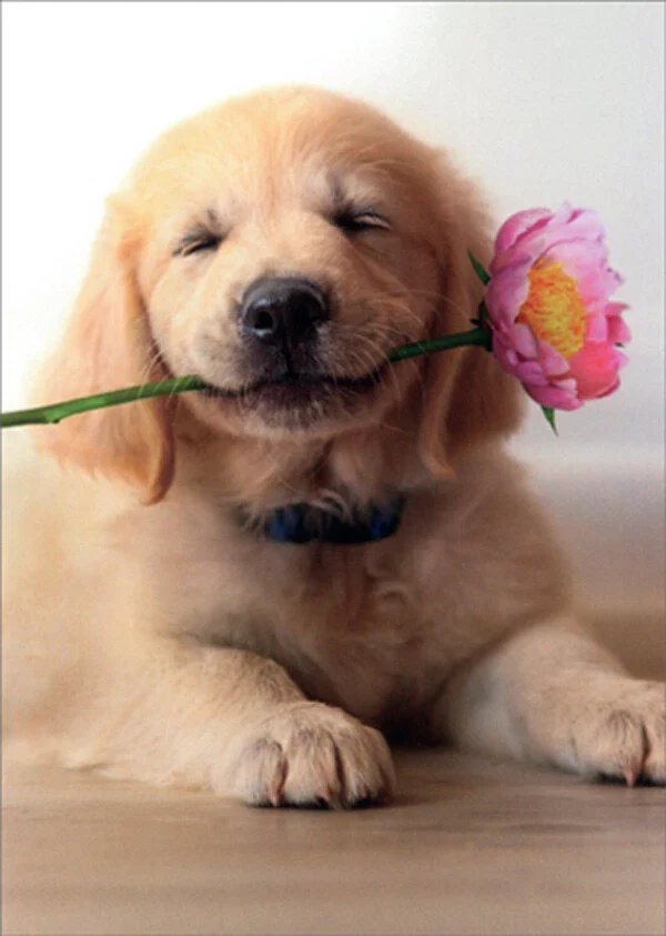 Avanti - Golden Puppy with Pink Flower Mother's Day Card