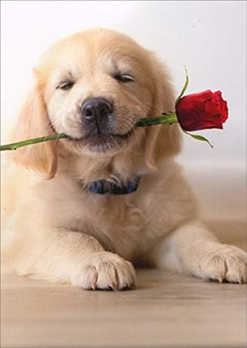Avanti - Golden Puppy with Rose Valentine Card