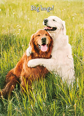 Avanti - Golden Retriever Friends Birthday Card