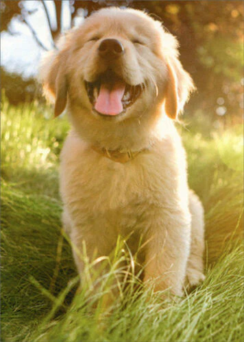 Avanti - Golden Retriever Puppy Blank Card