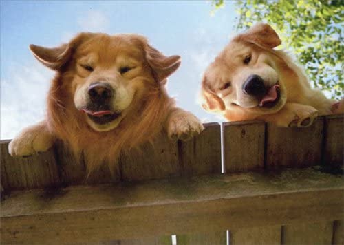 Avanti - Golden Retrievers Over Fence Get Well Card