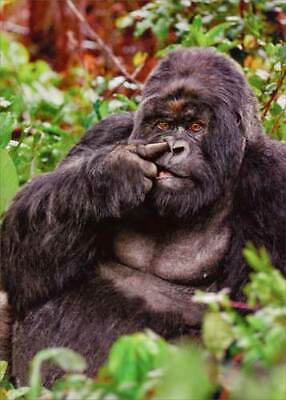Avanti - Gorilla Picking Nose Birthday Card