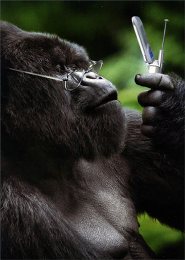 Avanti - Gorilla with Flip Phone Father's Day Card