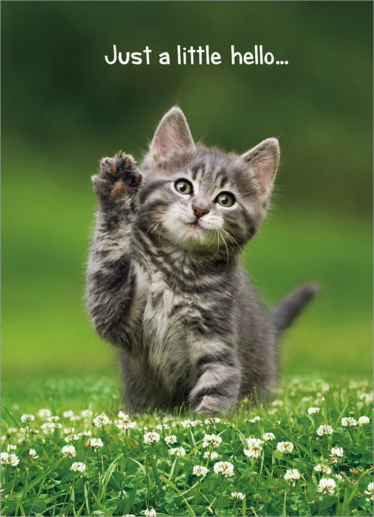 Avanti - Kitten Hello Friendship Card