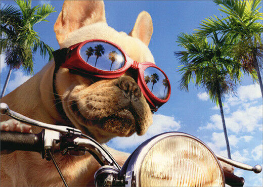 Avanti - Motorcycle Chopper Dog Birthday Card