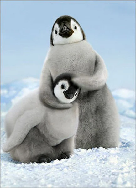 Avanti - Penguin Noogie Birthday Card