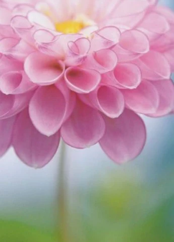 Avanti - Pink Flower Encouragement Card