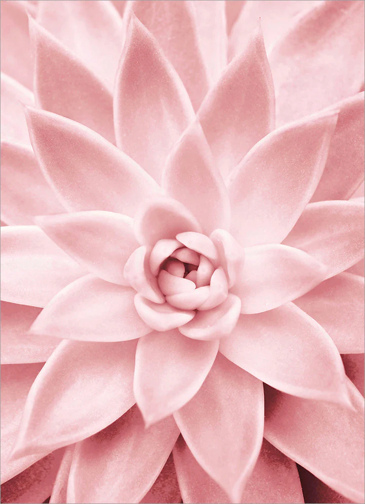 Avanti - Pink Succulent Blank Card
