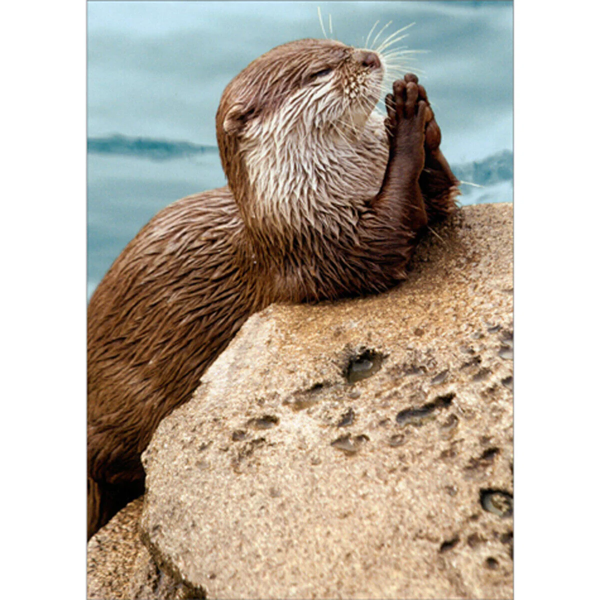 Avanti - Praying Otter Thank You Card