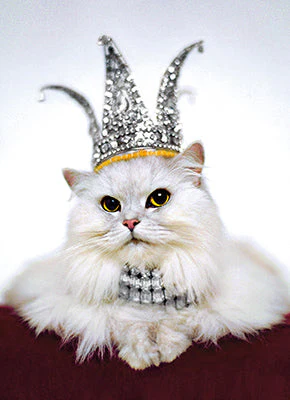 Avanti - Princess Kitten Birthday Card