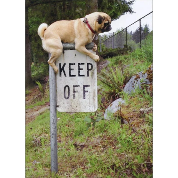 Avanti - Pug Keep Off Sign Birthday Card