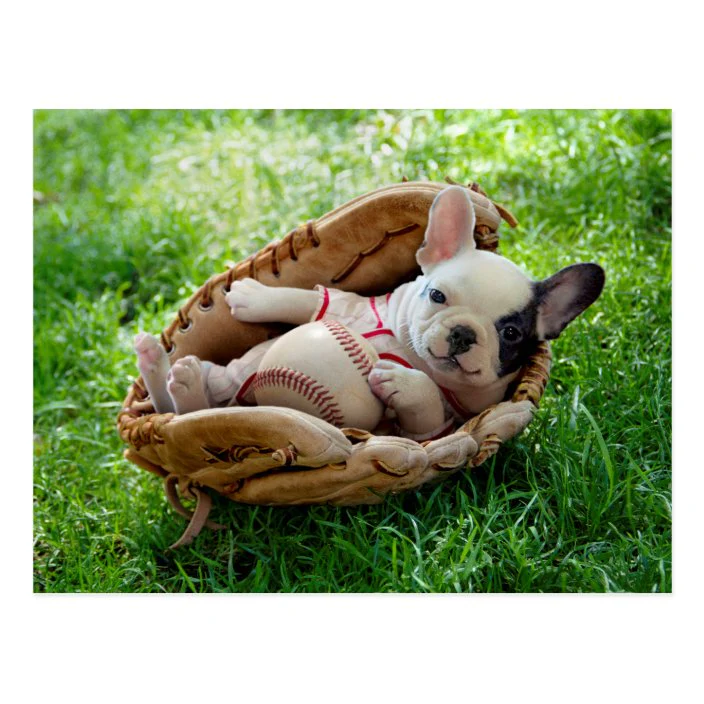 Avanti - Puppy in Baseball Mitt New Baby Card