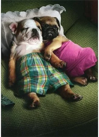 Avanti - Puppy Love Anniversary Card
