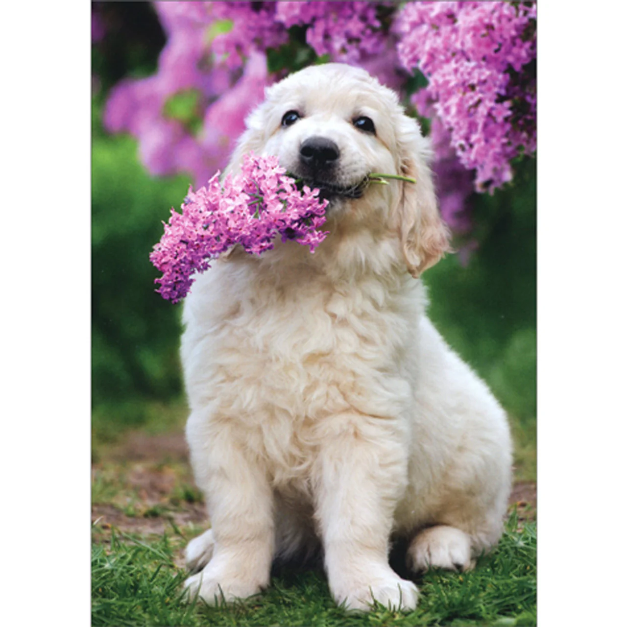 Avanti - Retriever Pup Holding Flower Mother's Day Card