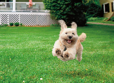 Avanti - Running Dog Birthday Card